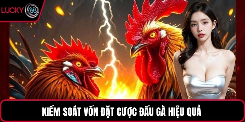 Kiểm soát vốn đặt cược đấu gà hiệu quả 