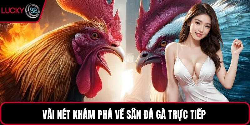 Vài nét khám phá về sân đá gà trực tiếp 